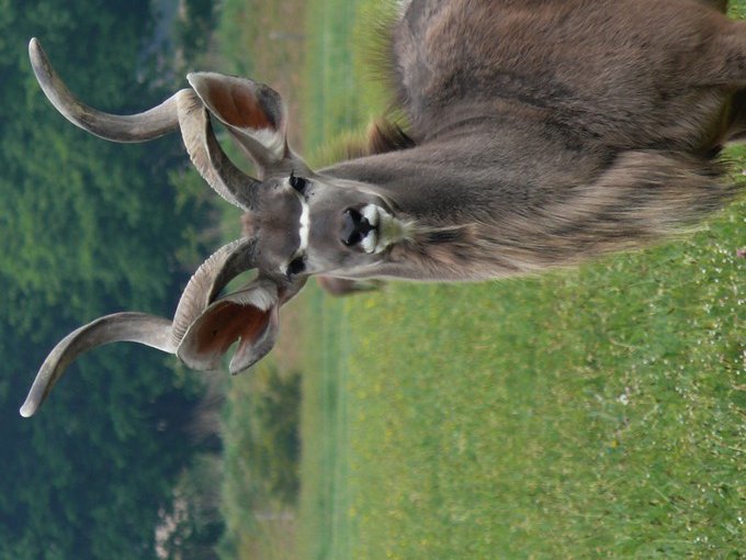 Greater kudu