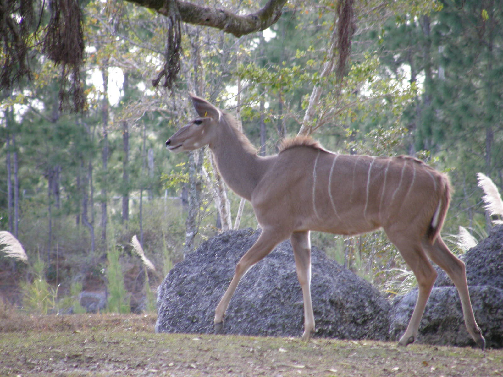 greater kudu