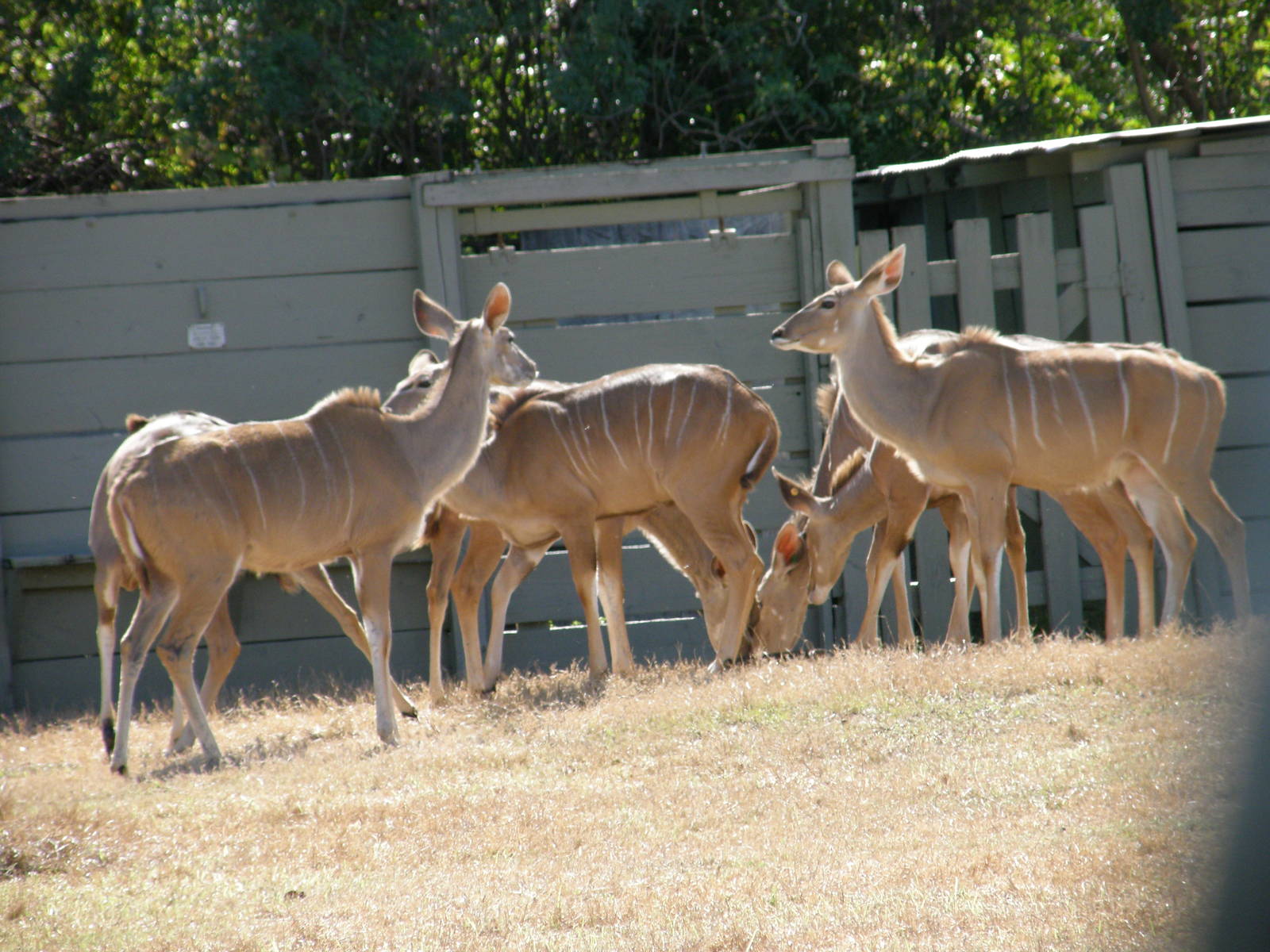 greater kudu