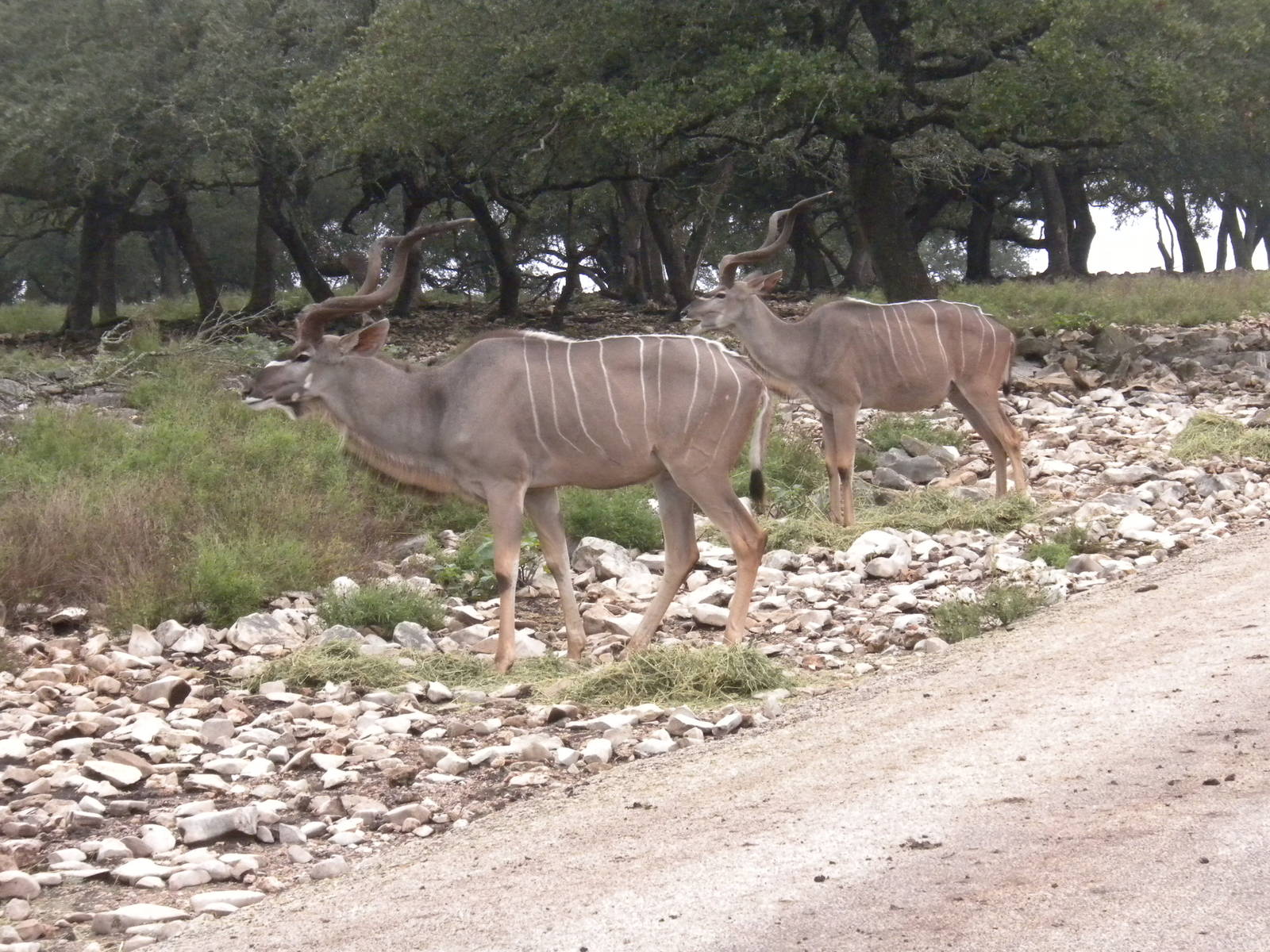 Greater Kudu