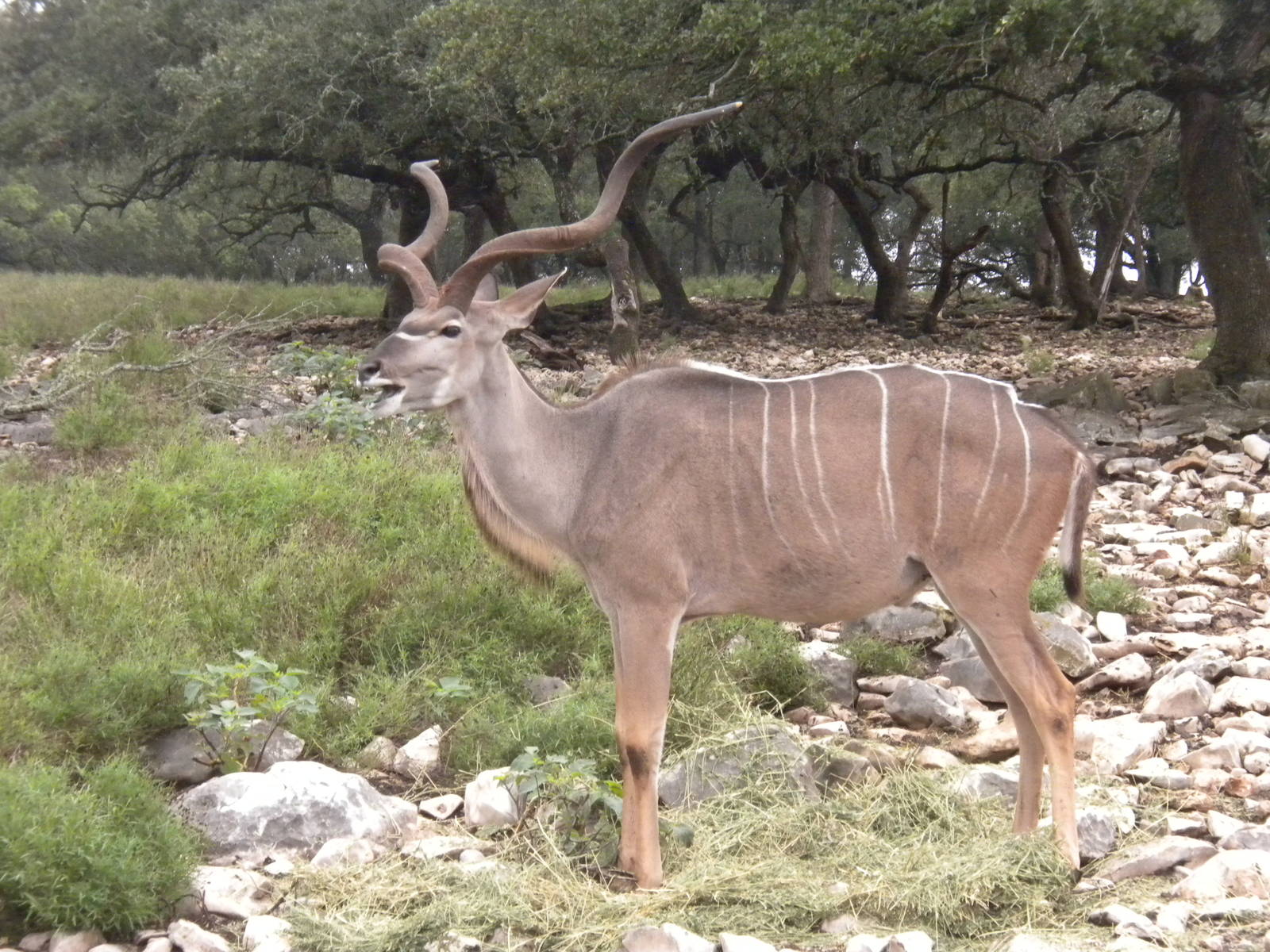 Greater Kudu