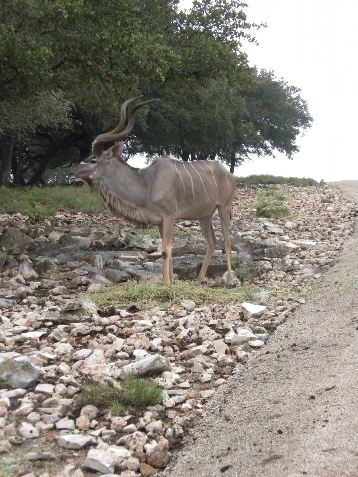 Greater Kudu