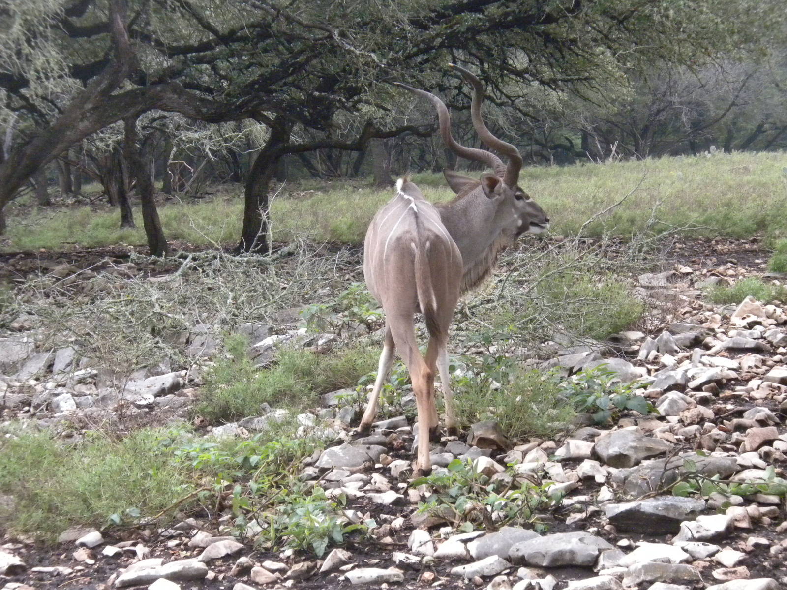 Greater Kudu