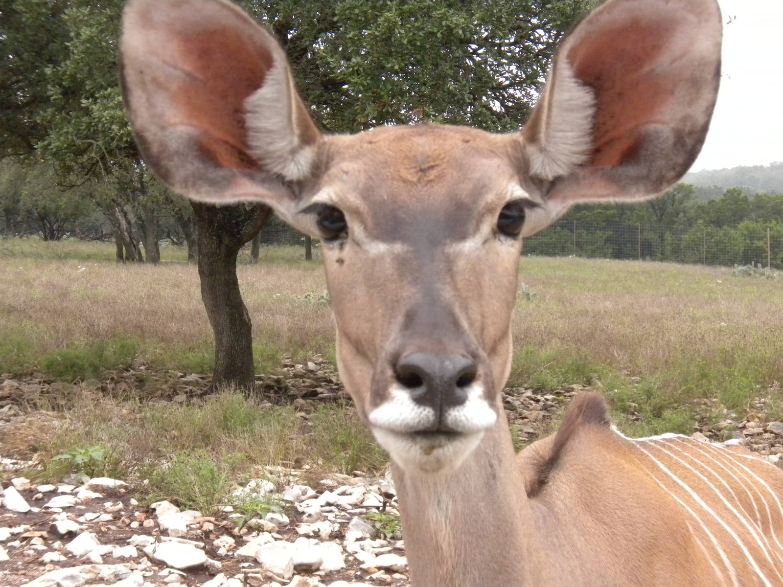 Greater Kudu