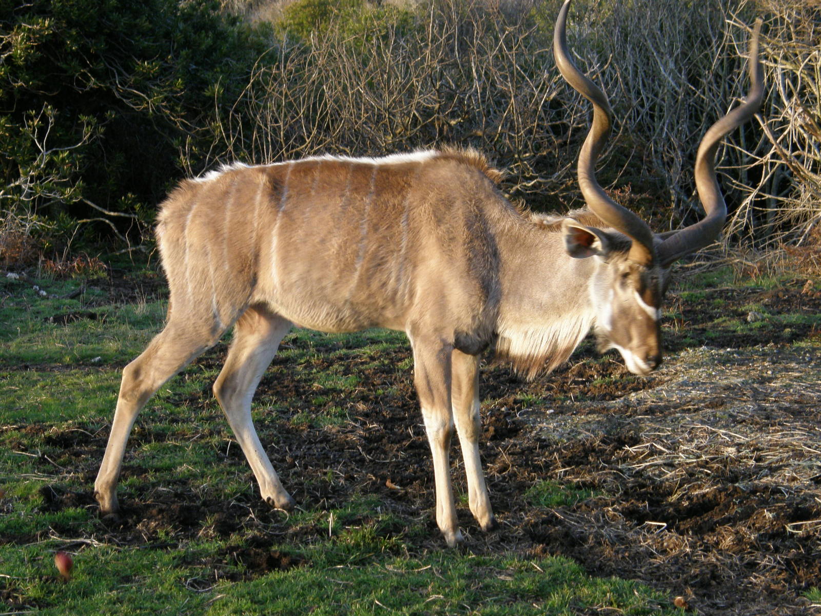 greater kudu
