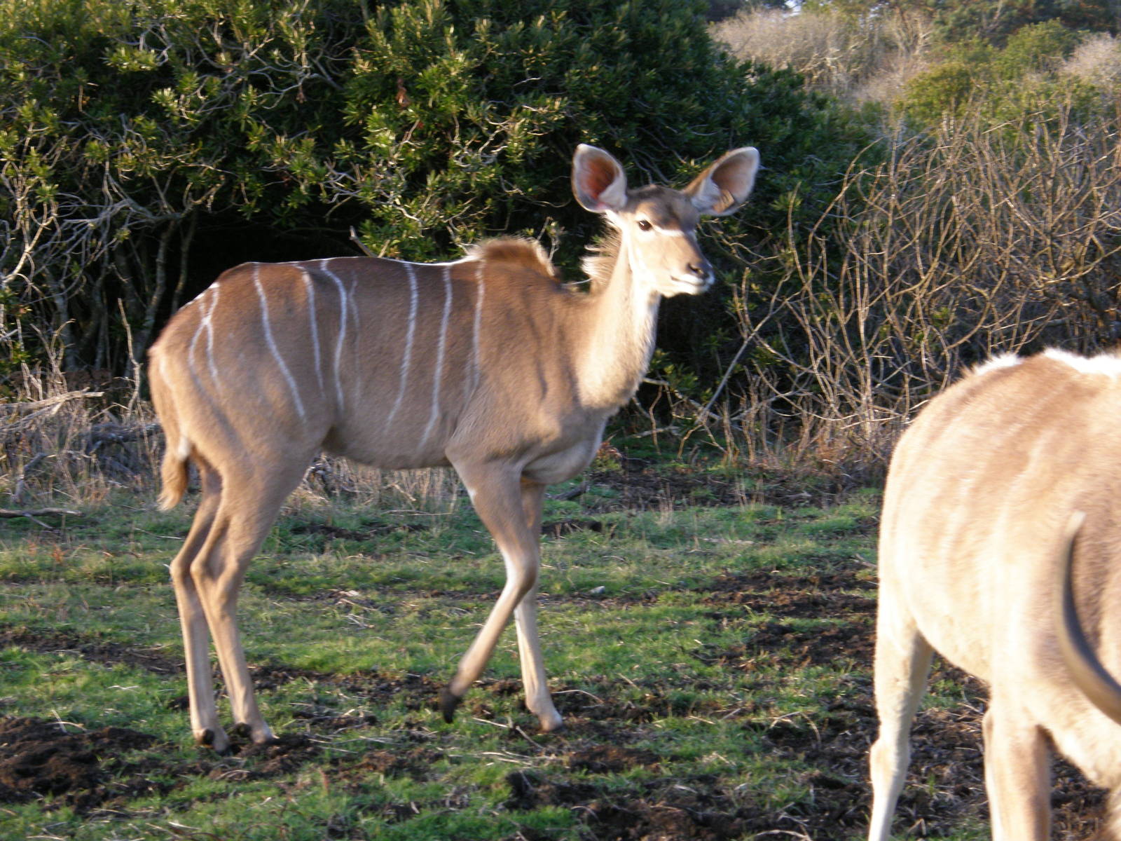 greater kudu