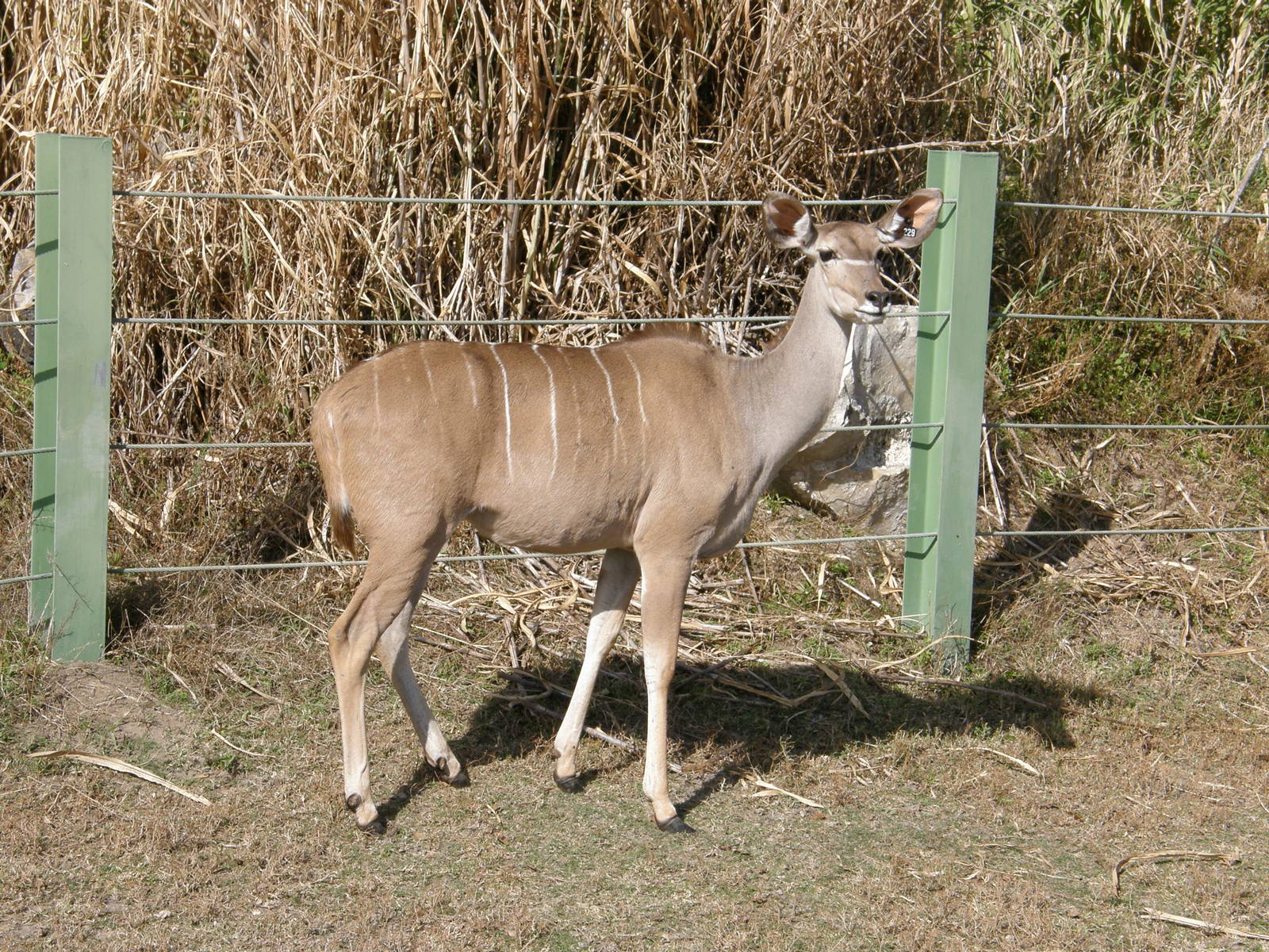 greater kudu