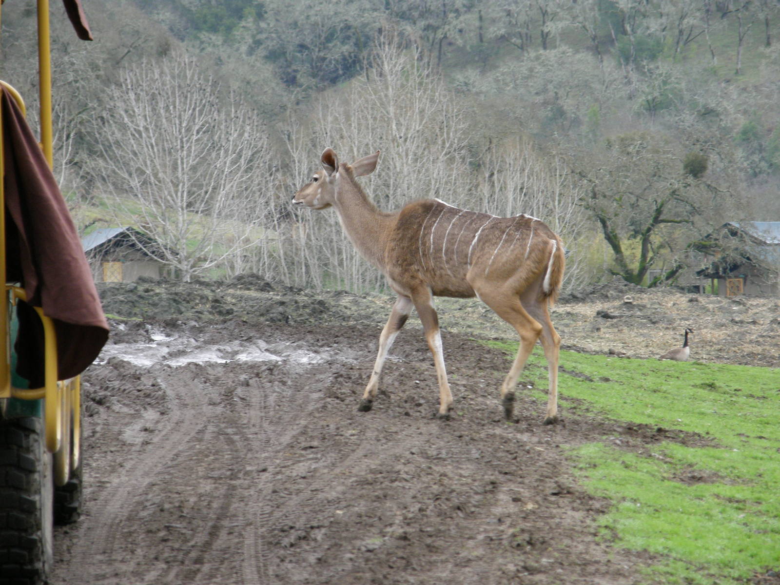greater kudu