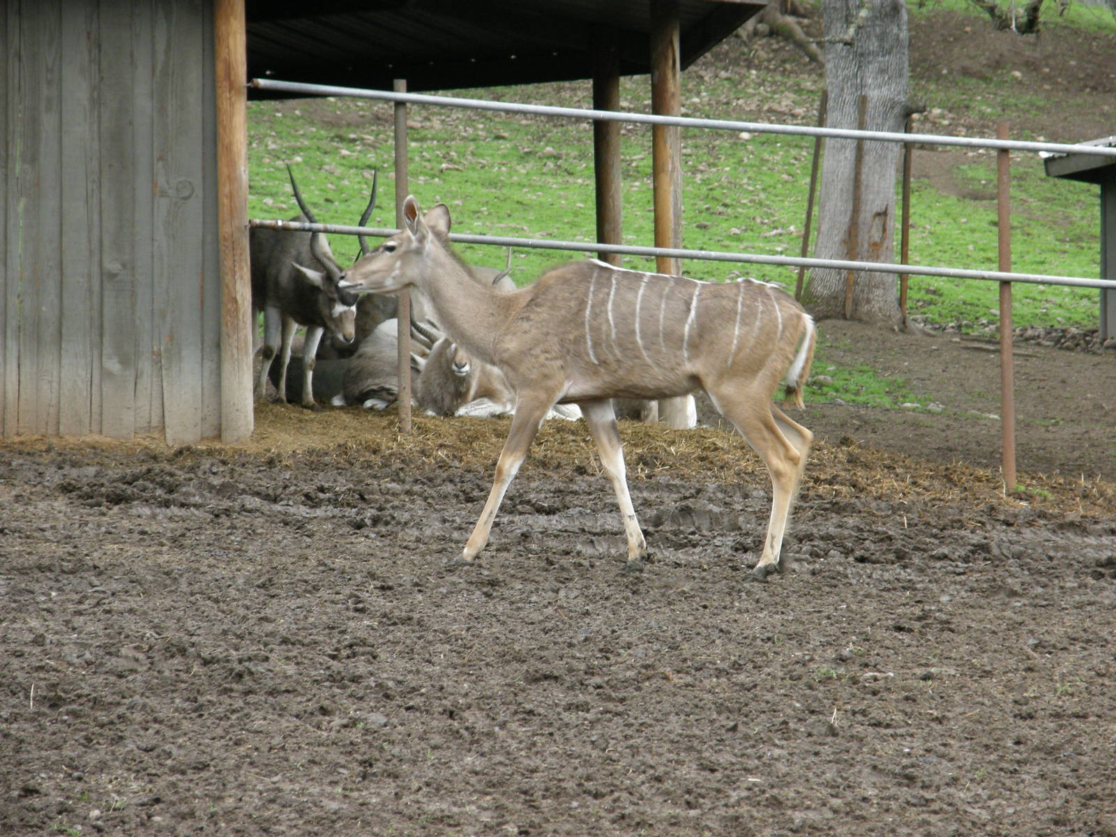 greater kudu