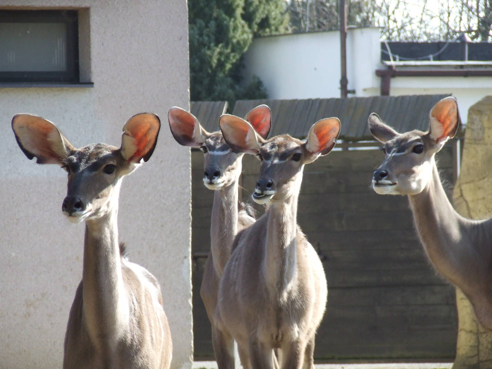 Greater Kudu