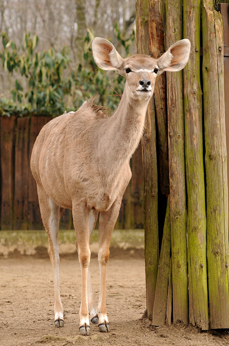 Greater Kudu