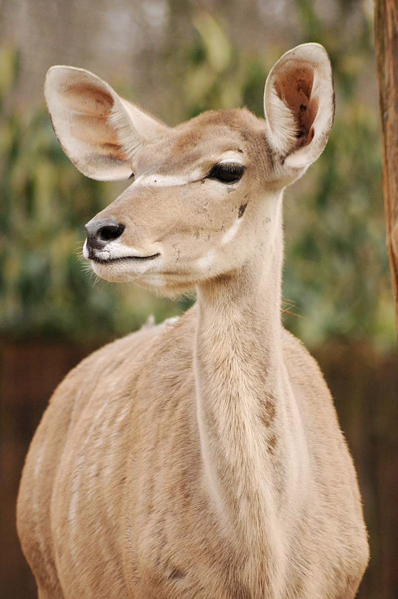 Greater Kudu