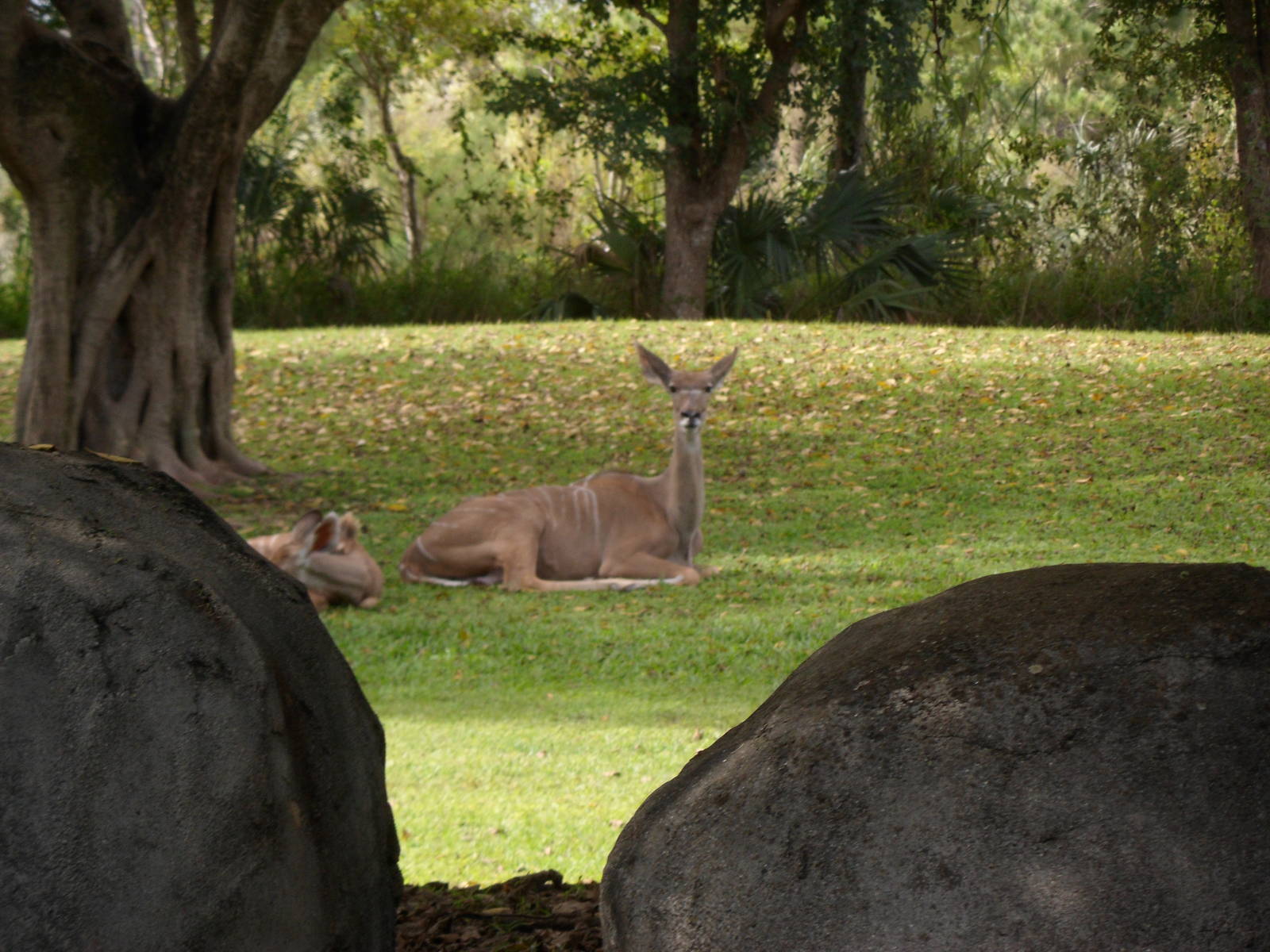 Greater Kudu