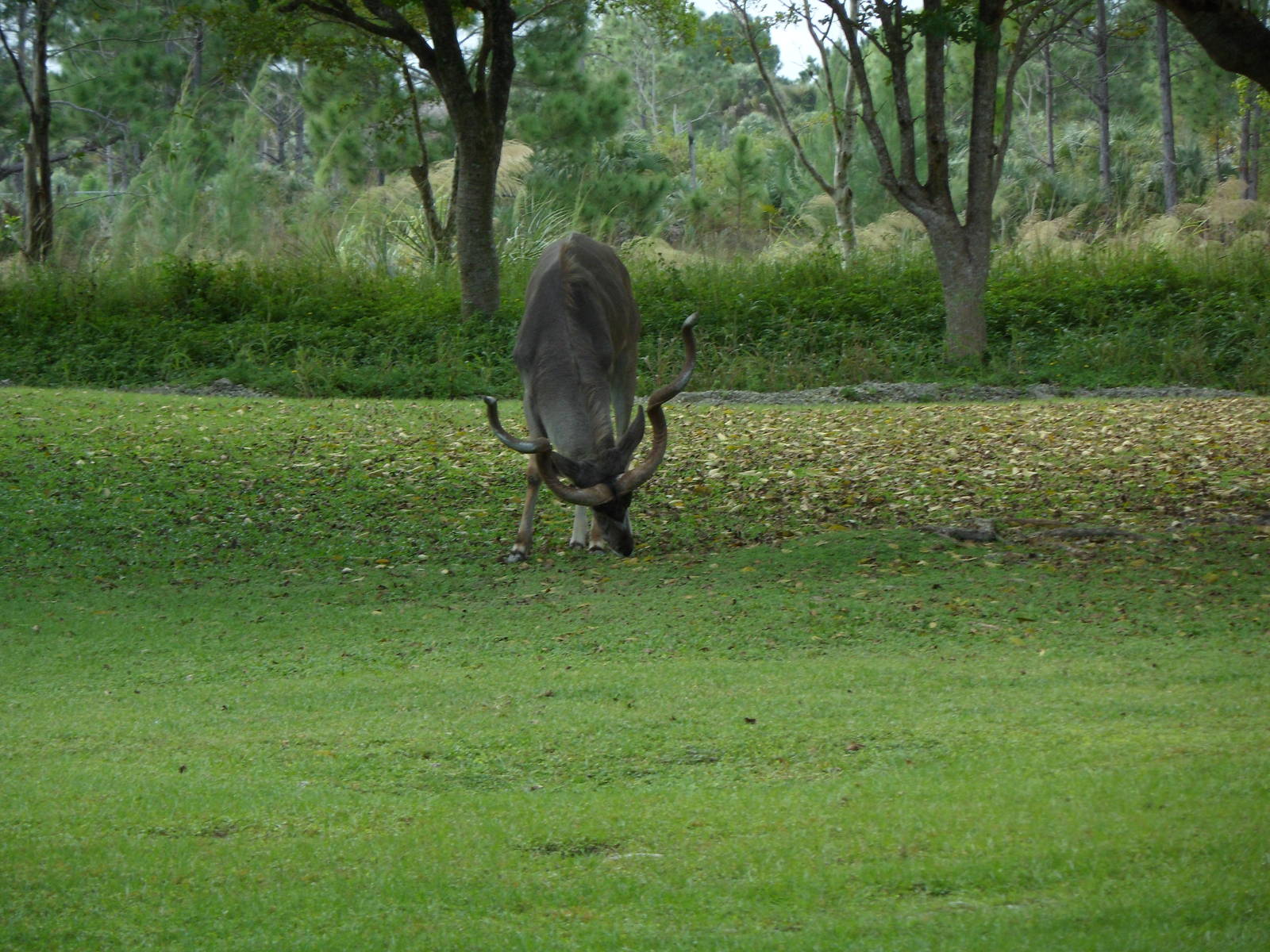 Greater Kudu