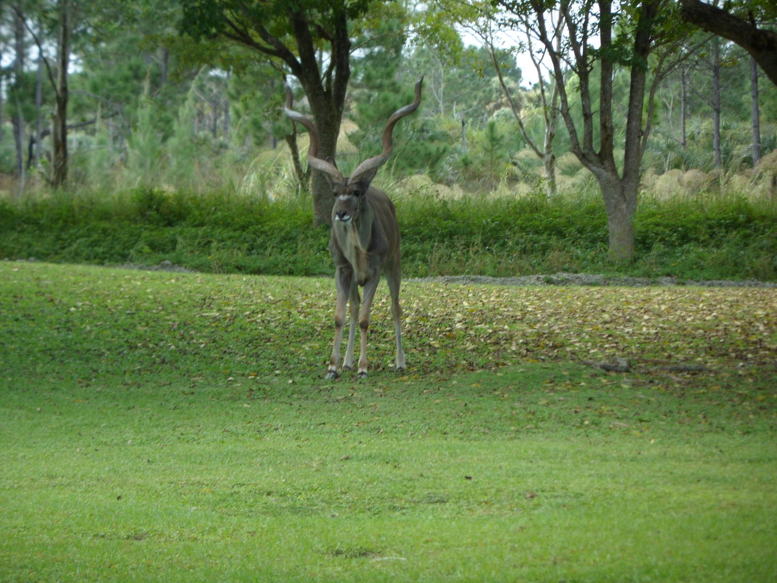 Greater Kudu