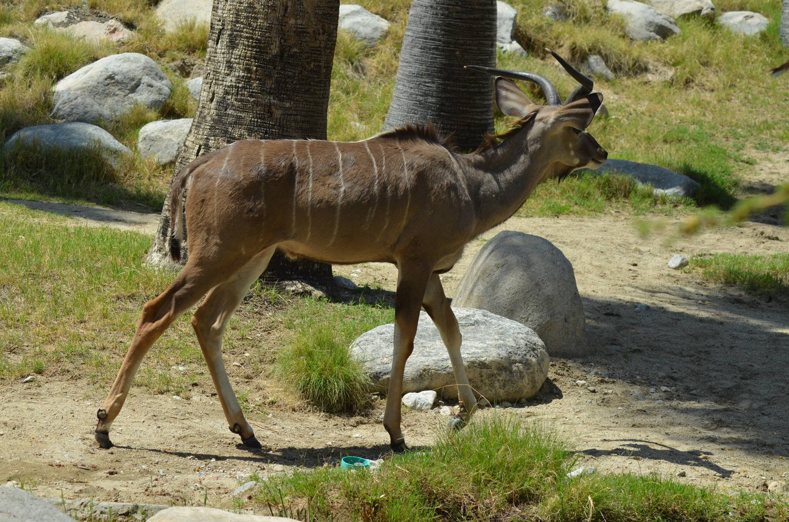 Greater Kudu