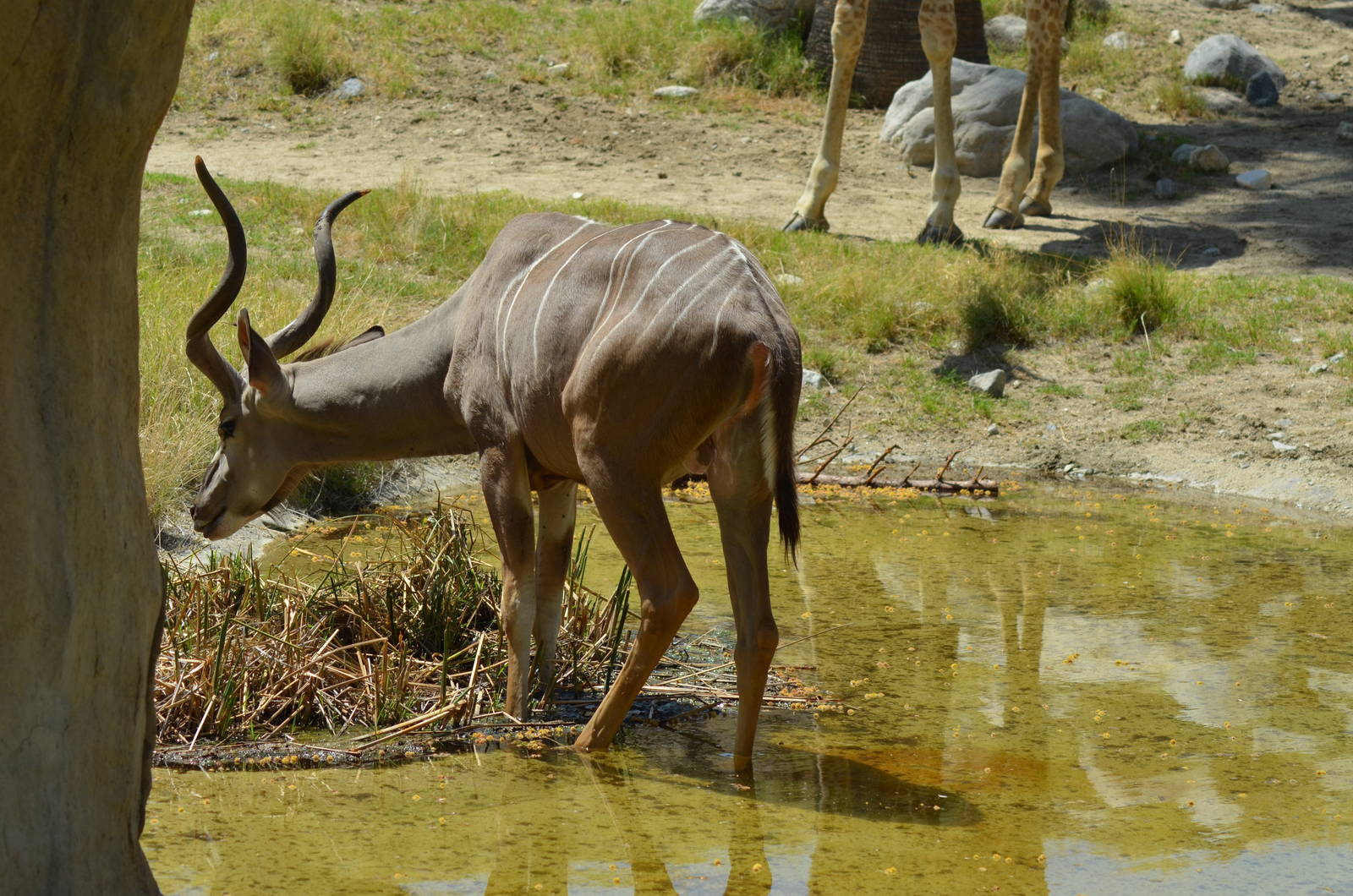 Greater Kudu