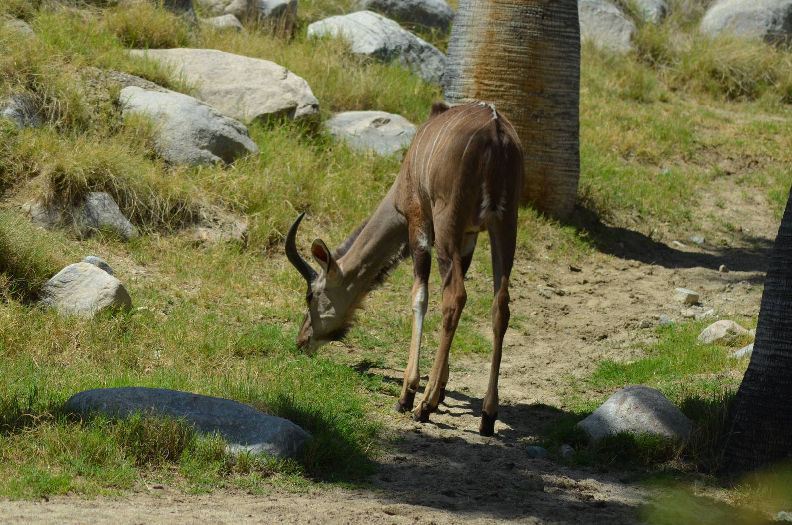 Greater Kudu