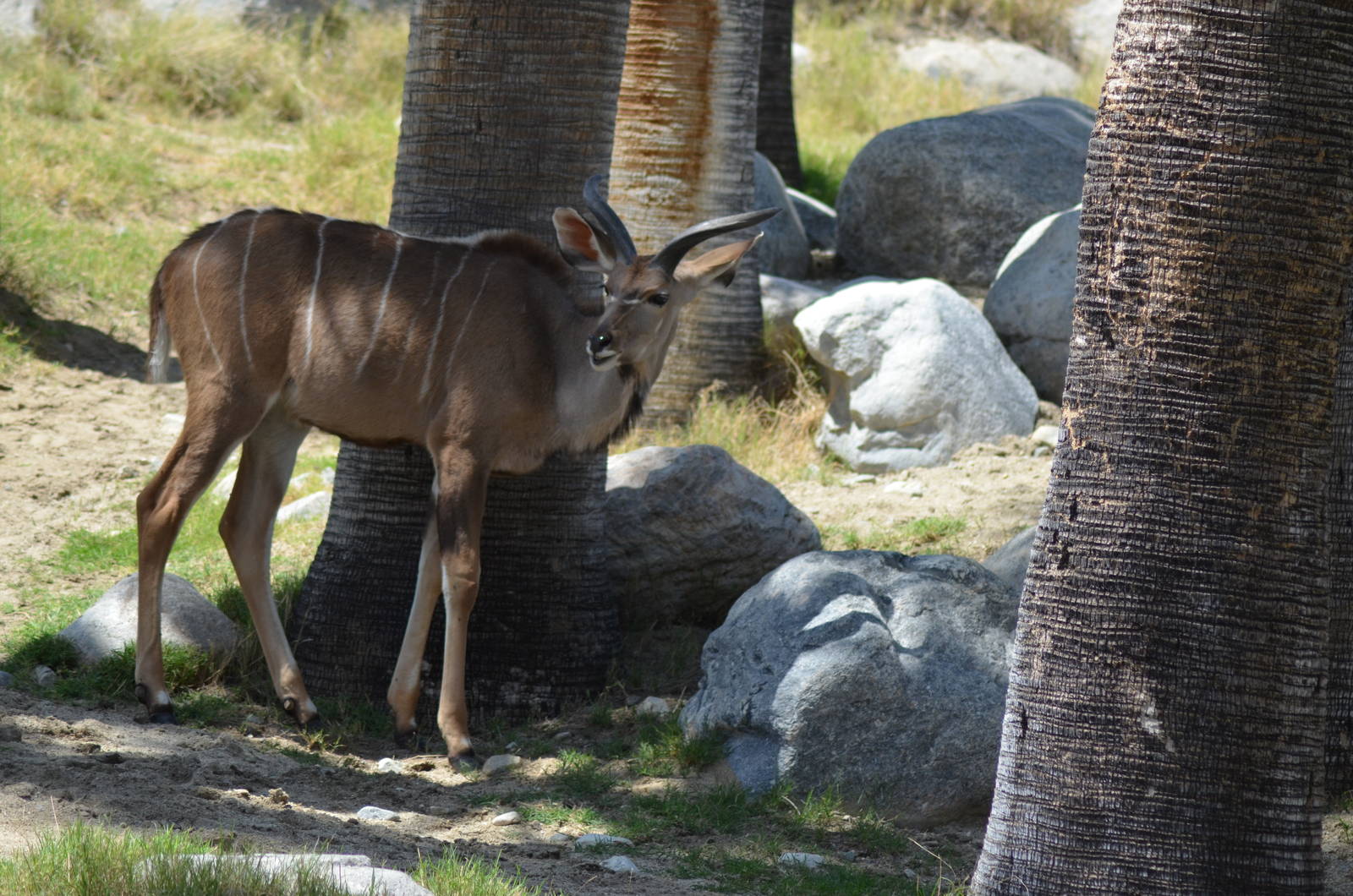 Greater Kudu