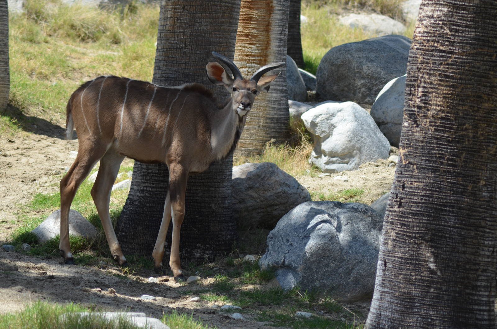 Greater Kudu