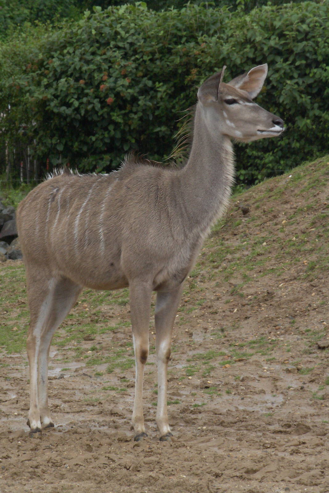 Greater kudu