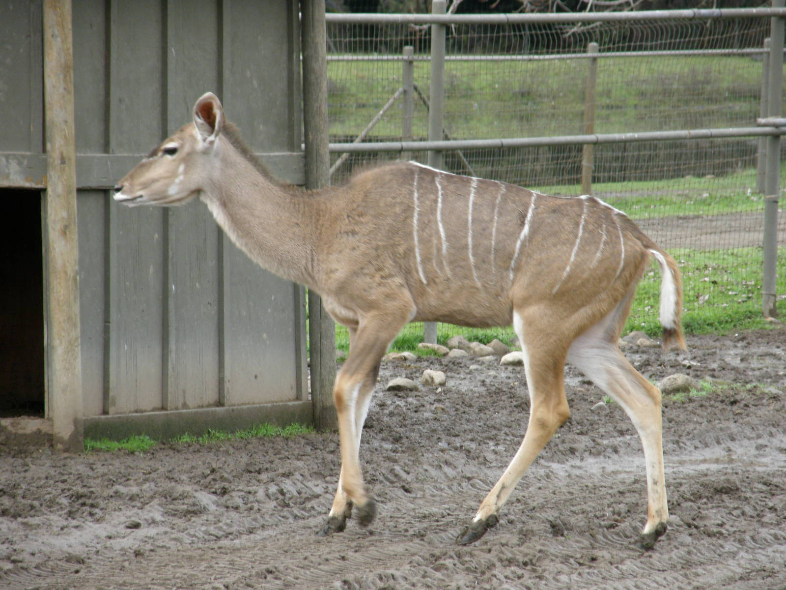 greater kudu