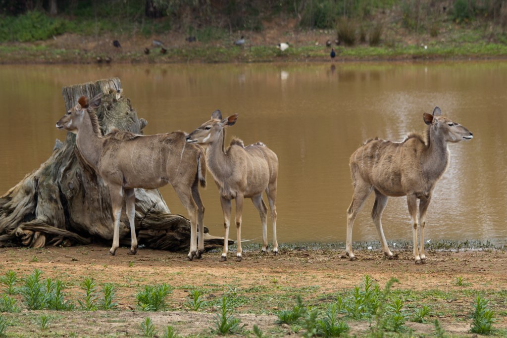 Greater Kudu
