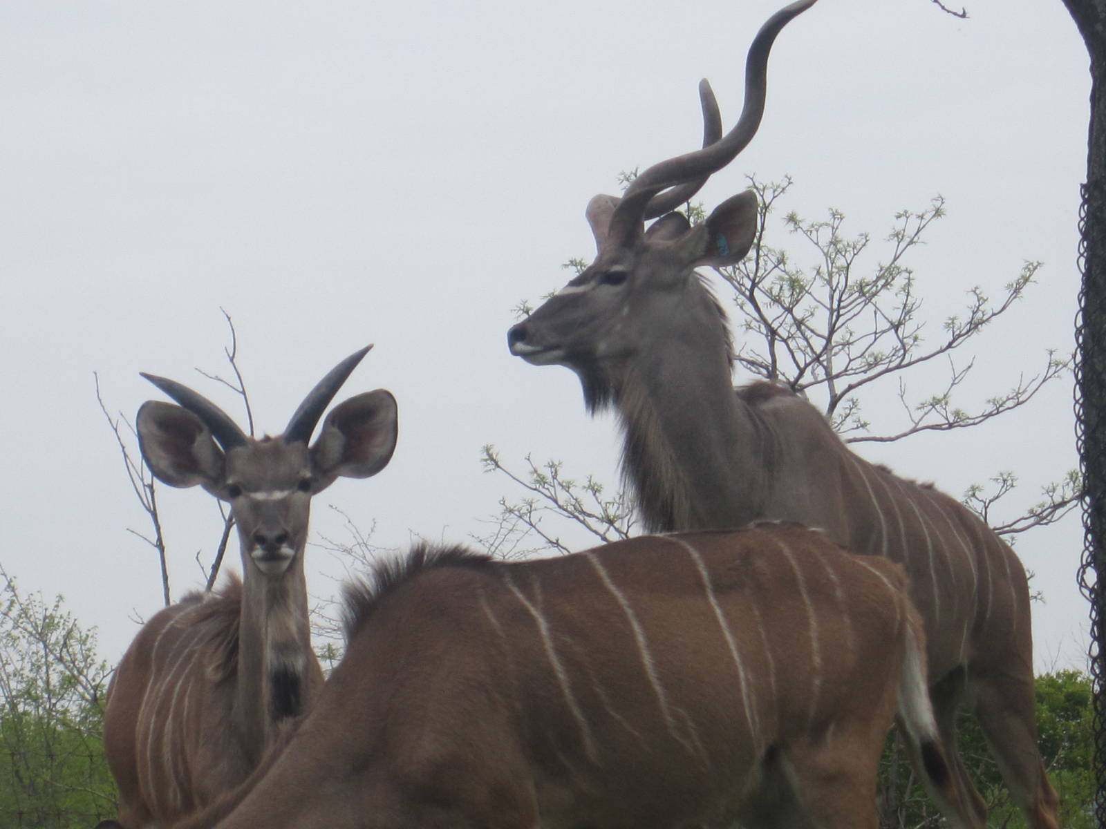Greater Kudu