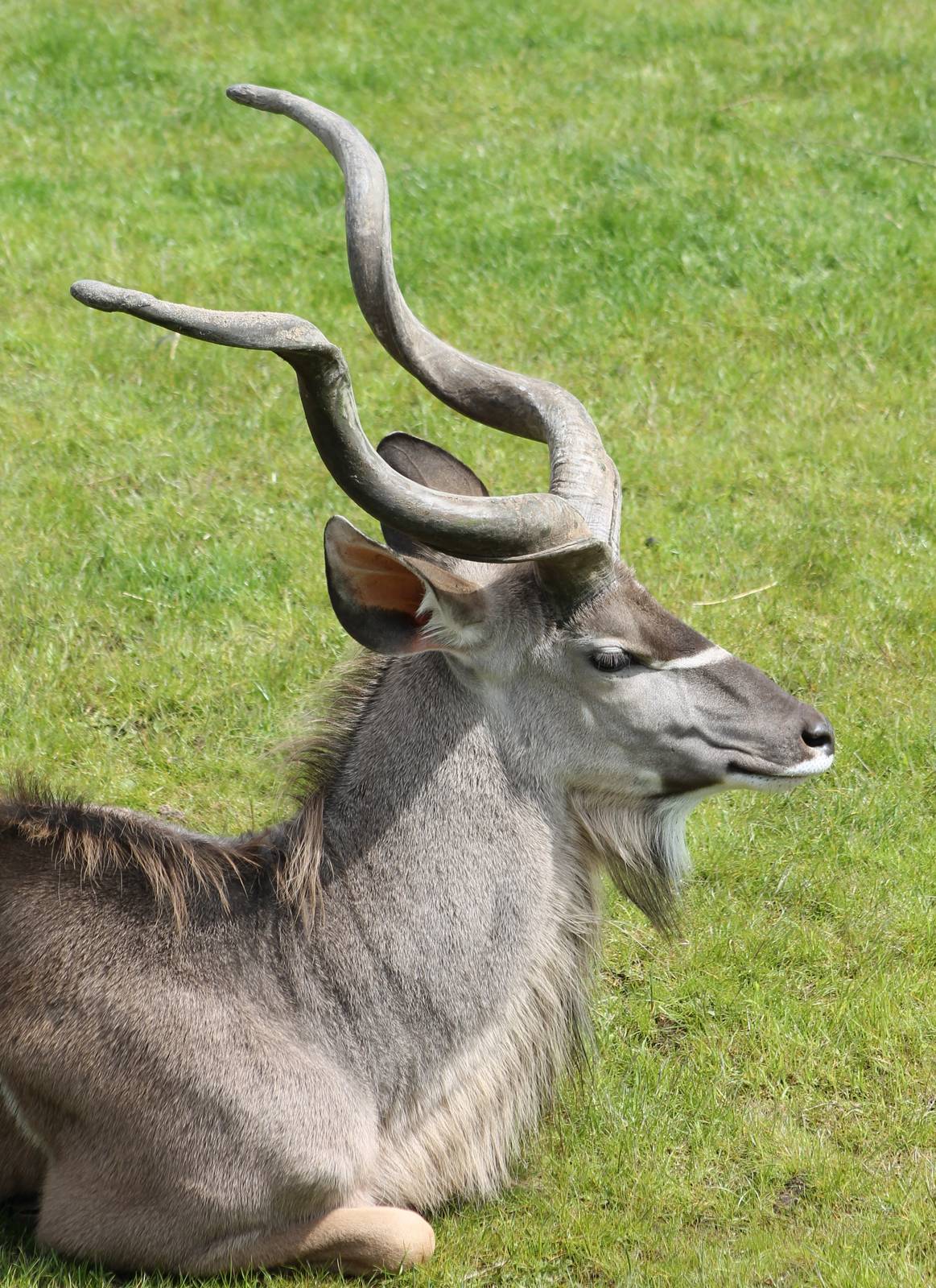 greater kudu