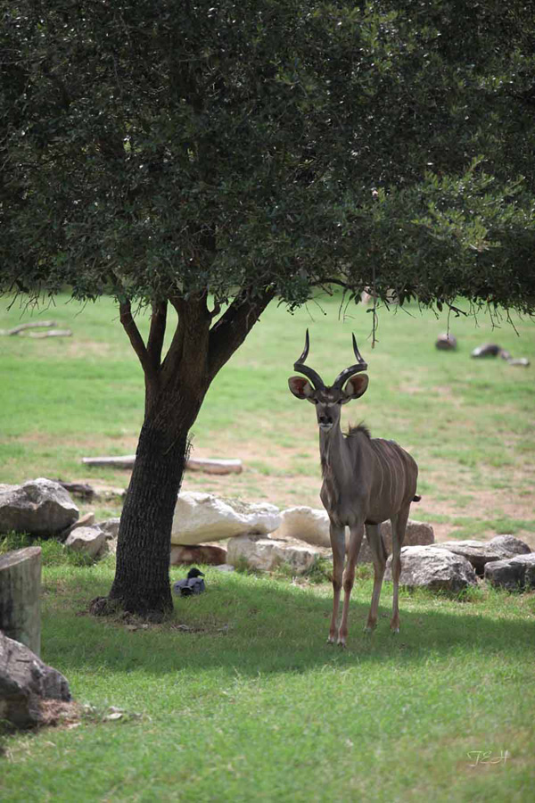 greater kudu