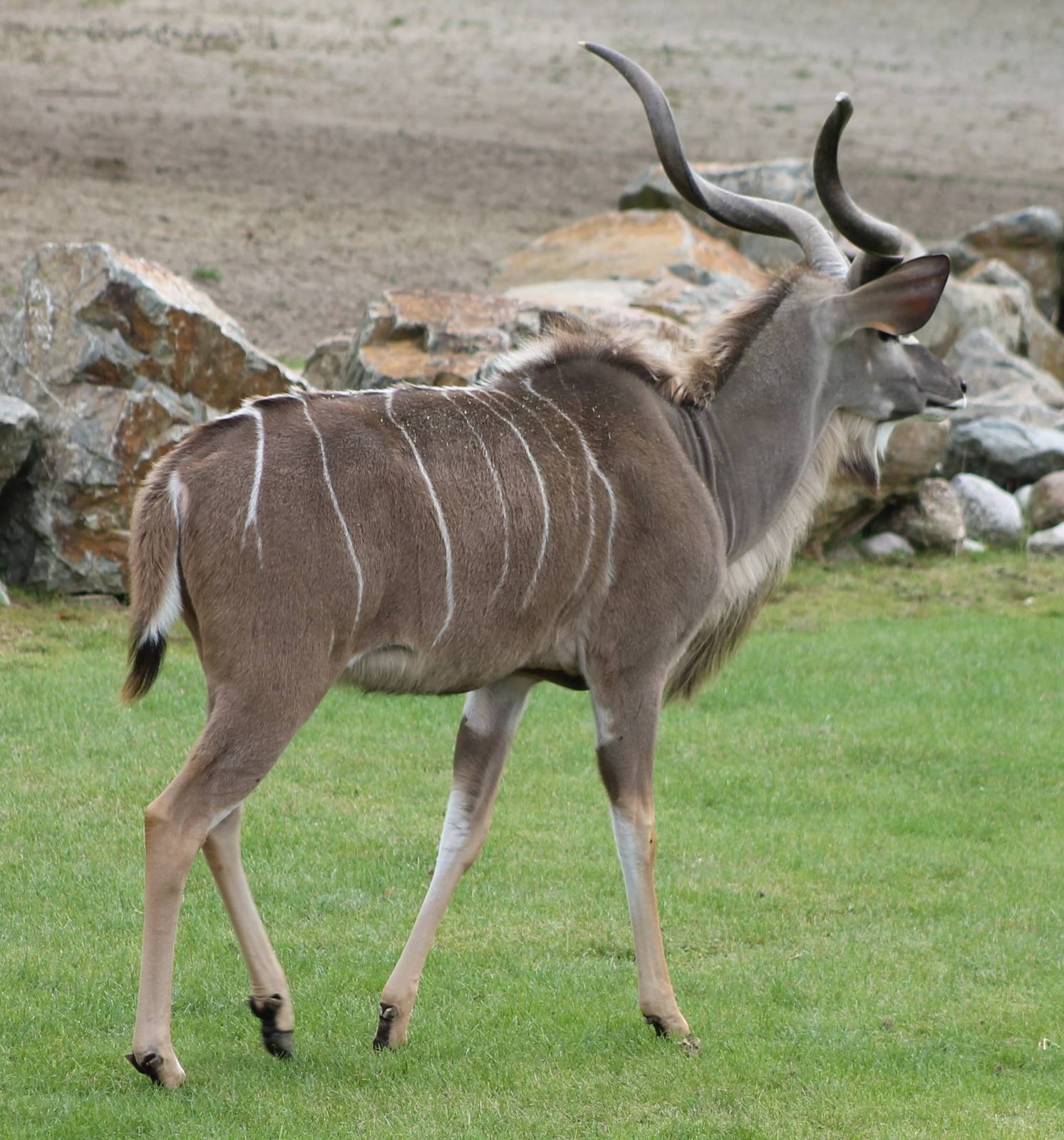 Greater kudu