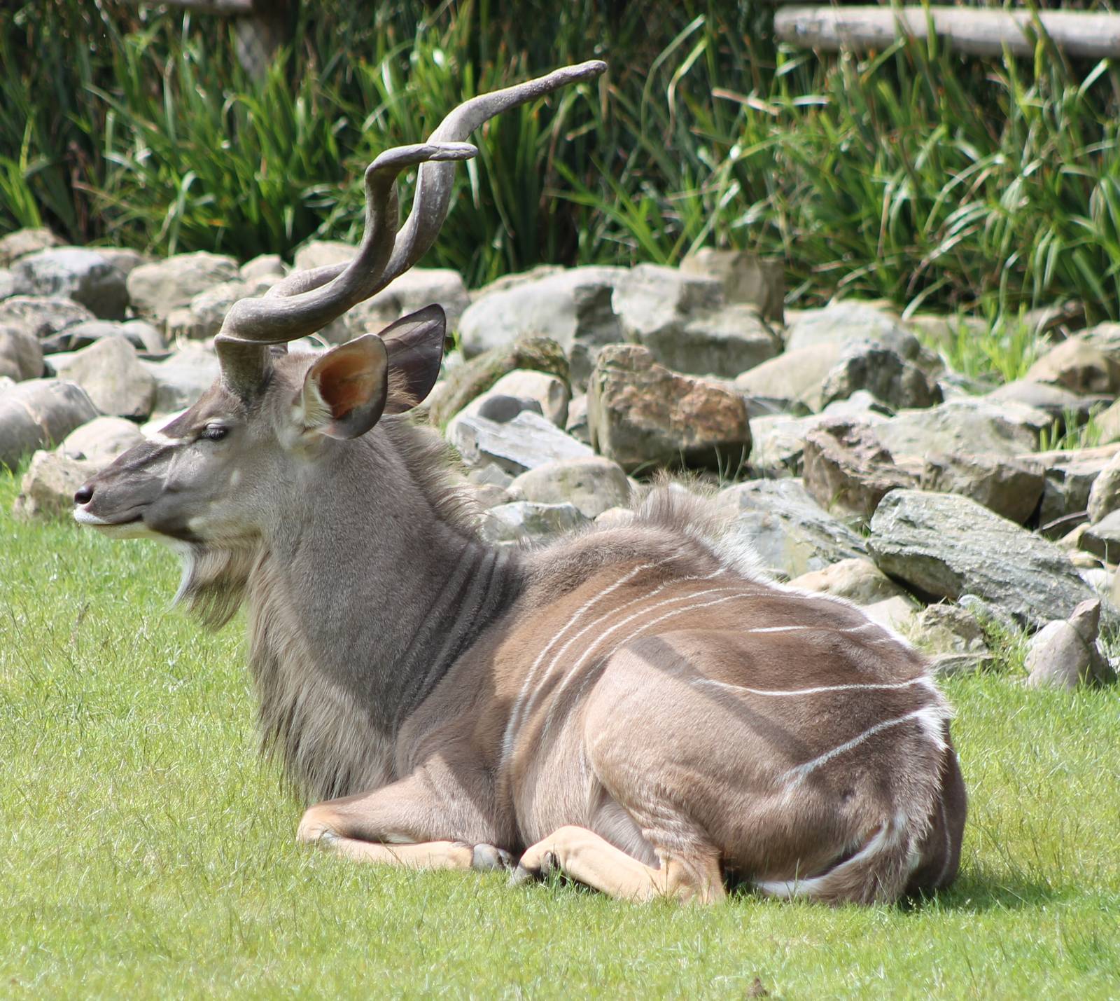 Greater kudu