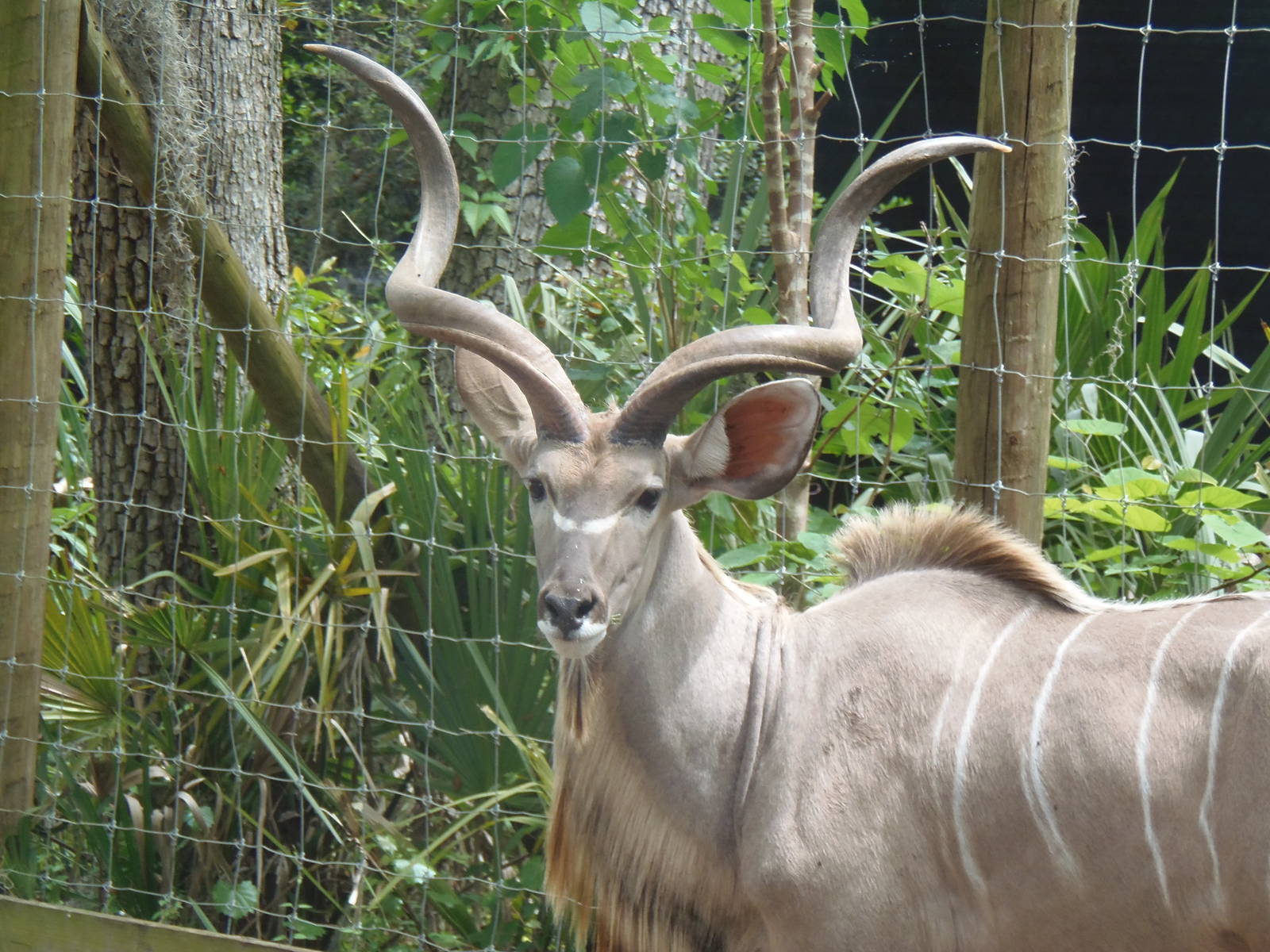Greater Kudu
