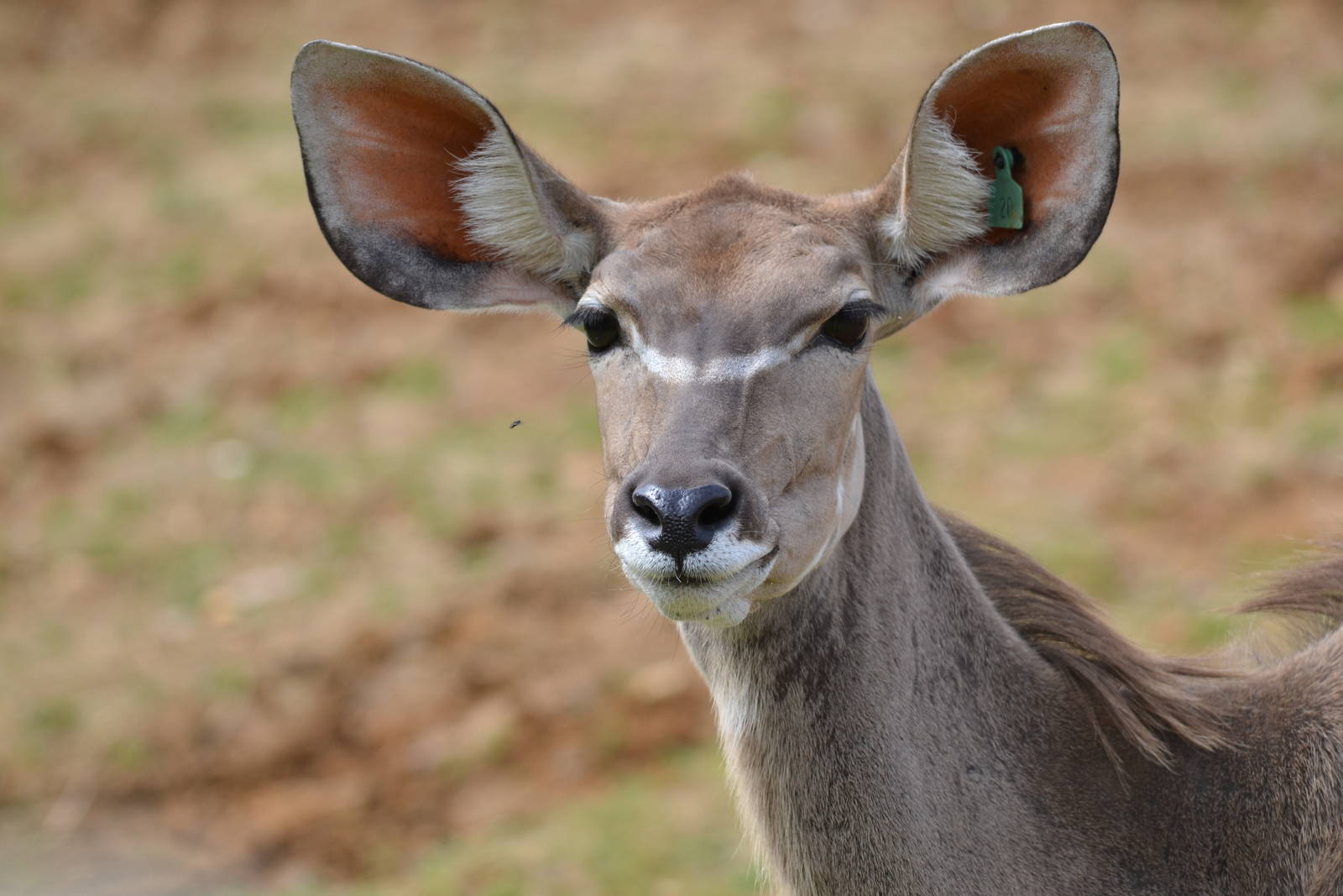 greater kudu