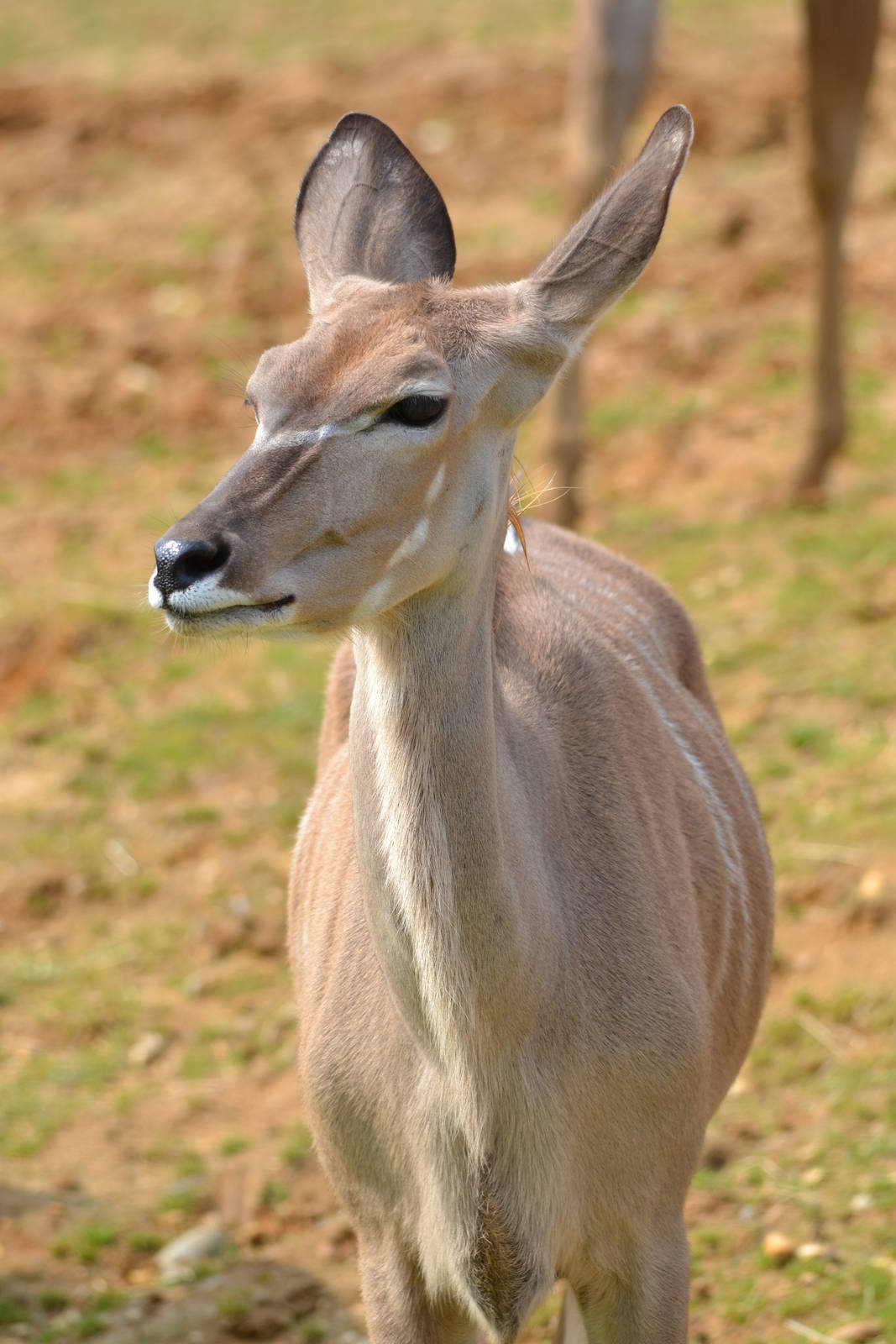 greater kudu