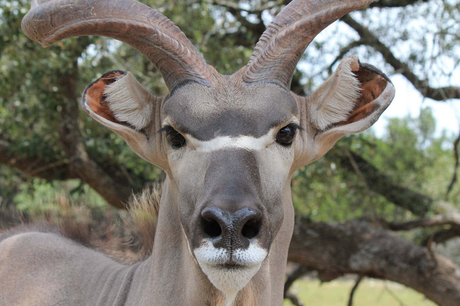 Greater Kudu