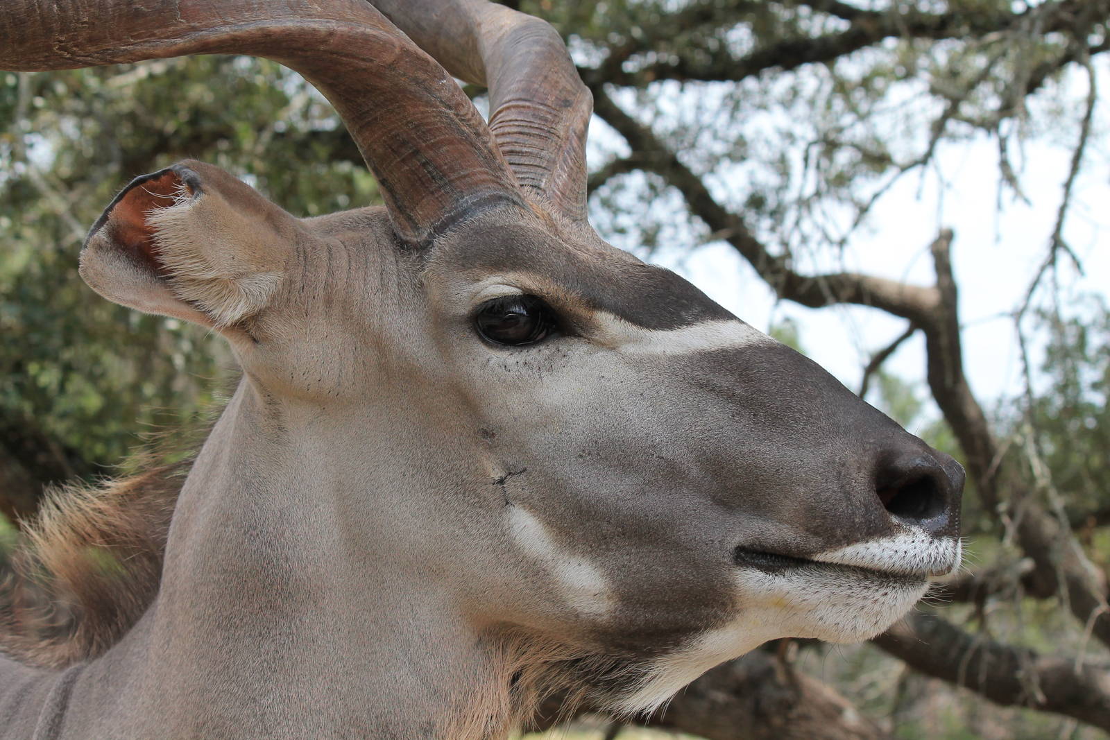 Greater Kudu
