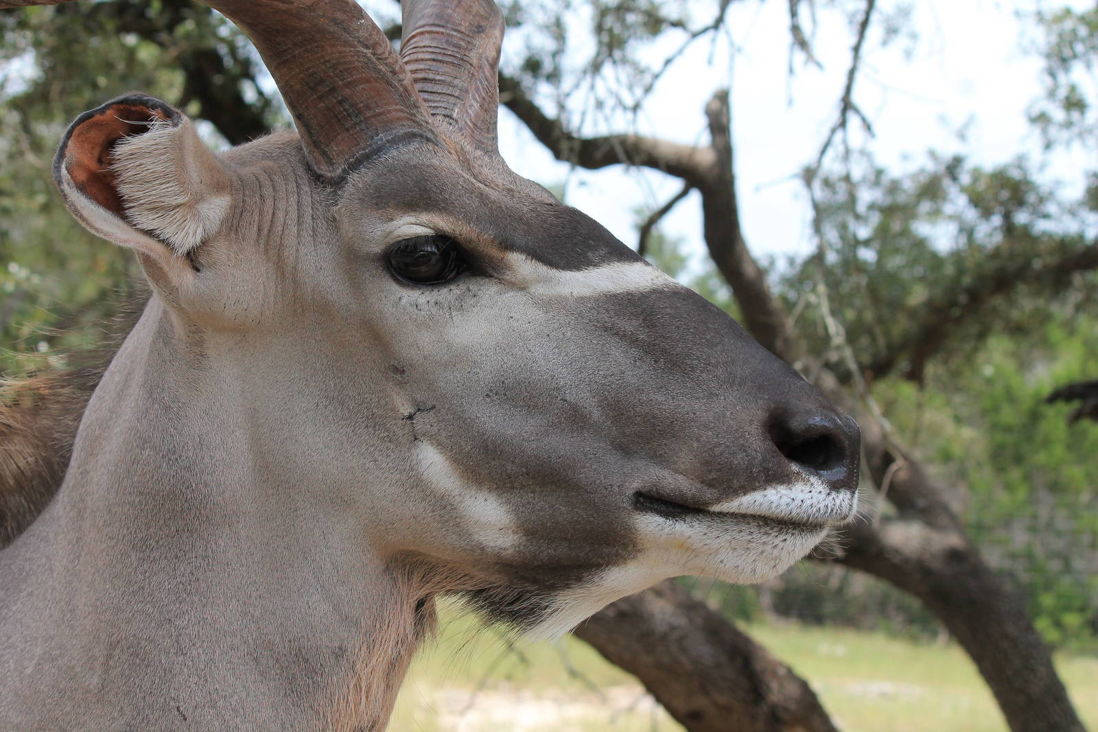Greater Kudu