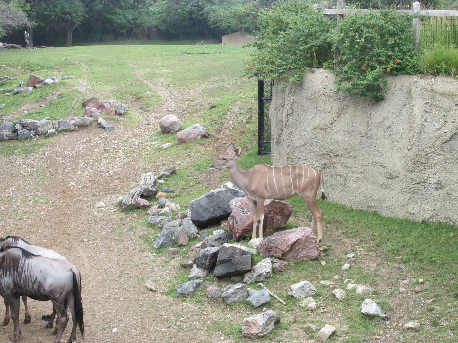 Greater Kudu
