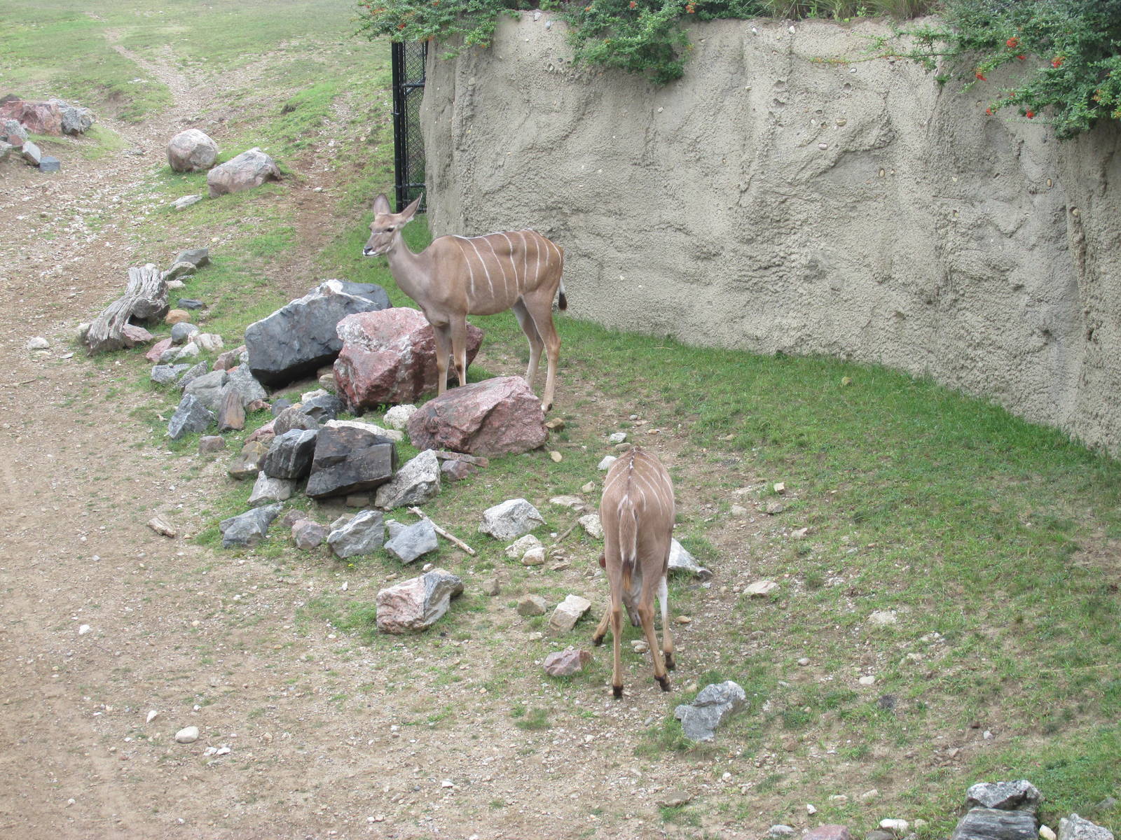 Greater Kudu