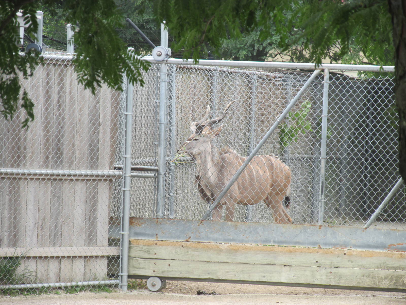 Greater Kudu