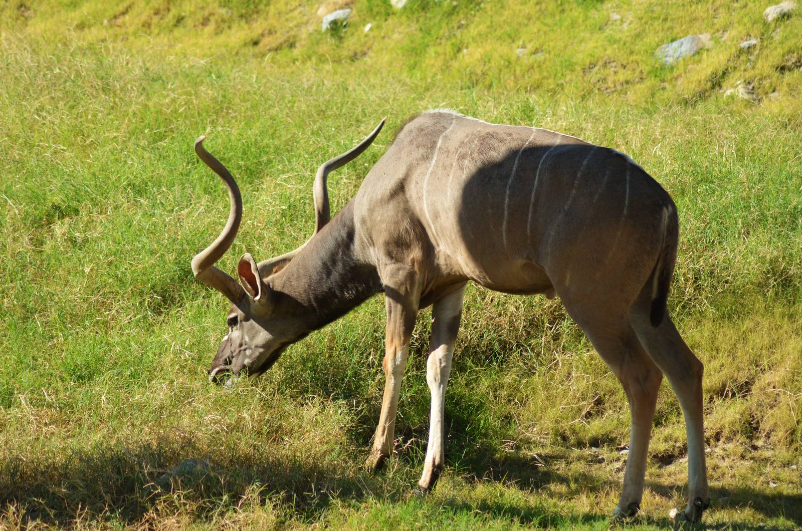 Greater Kudu