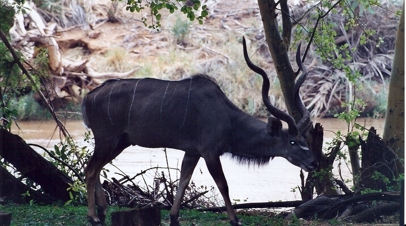 Greater Kudu