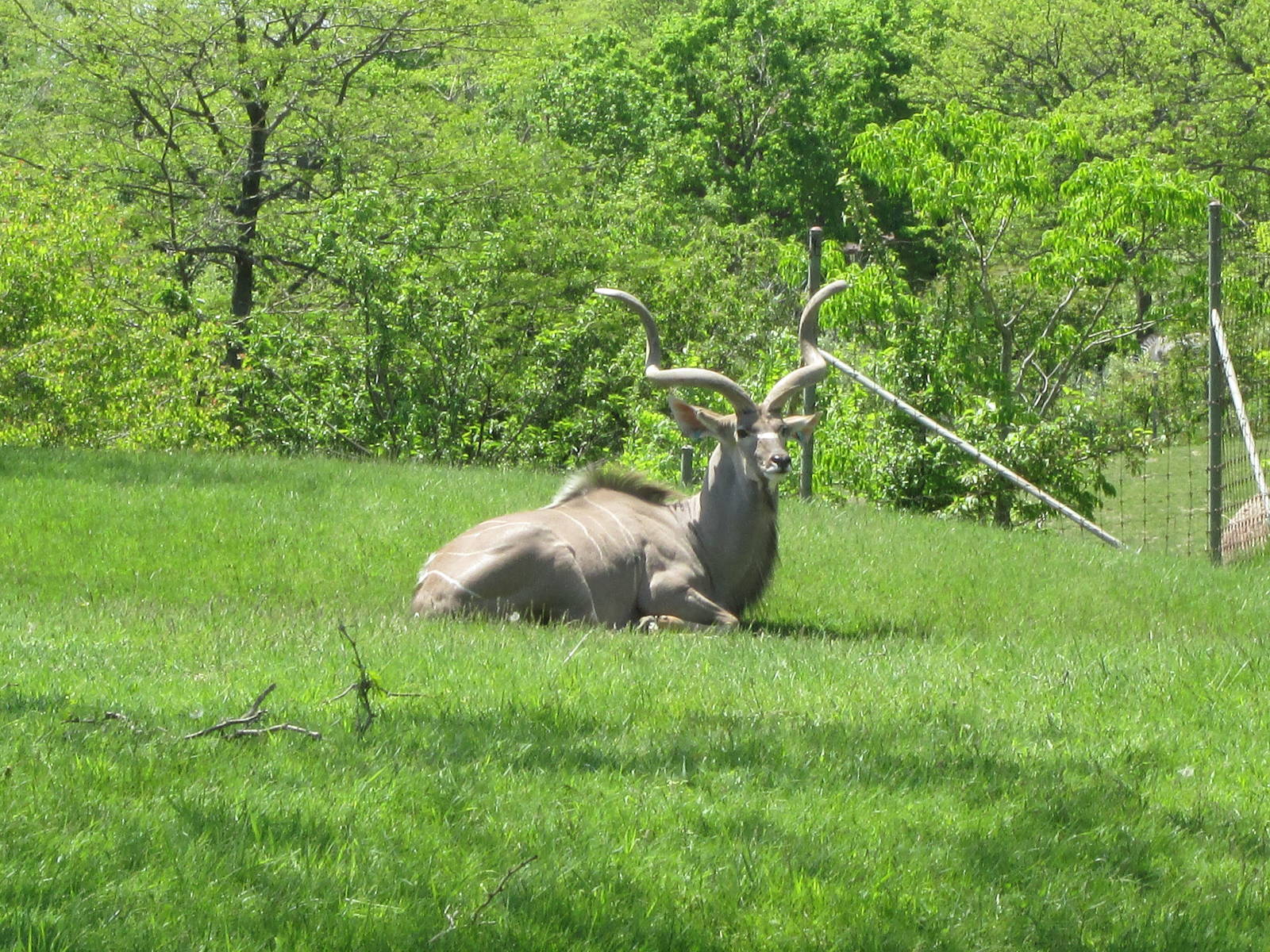 Greater Kudu