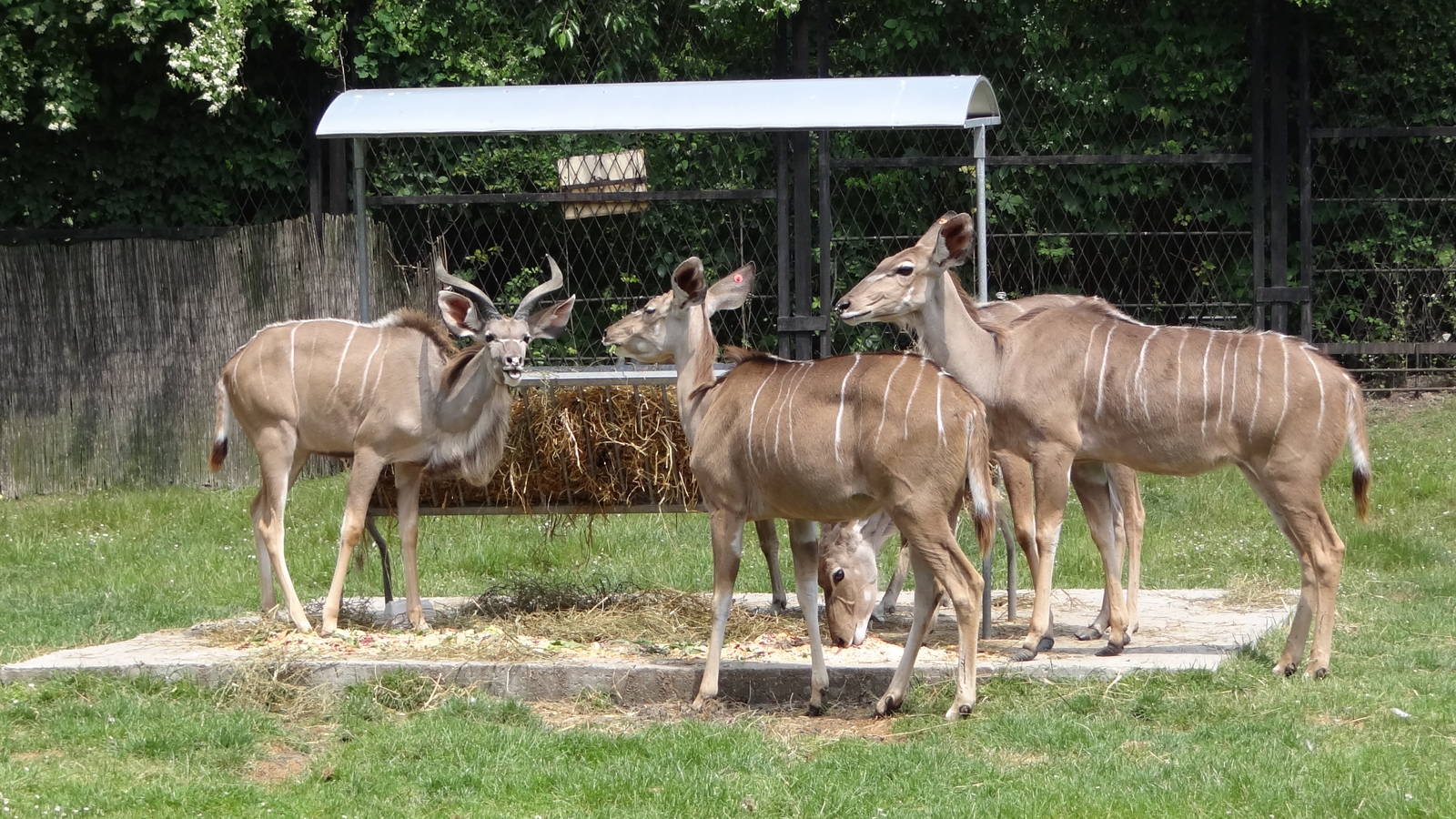 Greater Kudu