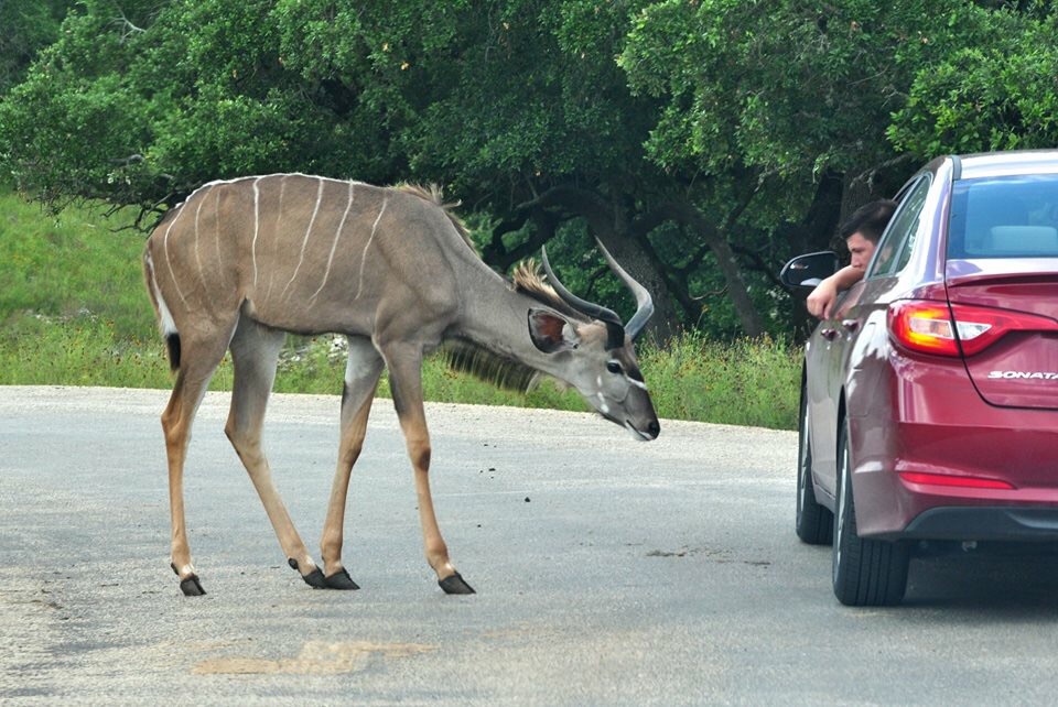 Greater Kudu