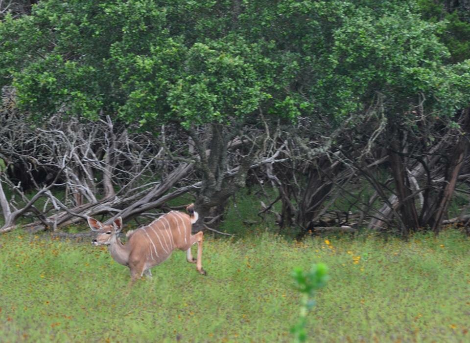 Greater Kudu