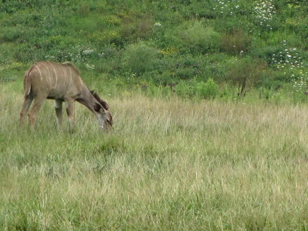 Greater Kudu