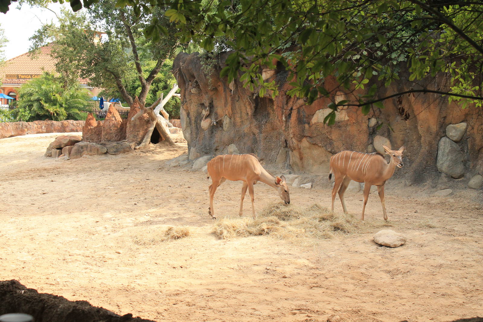 Greater Kudu