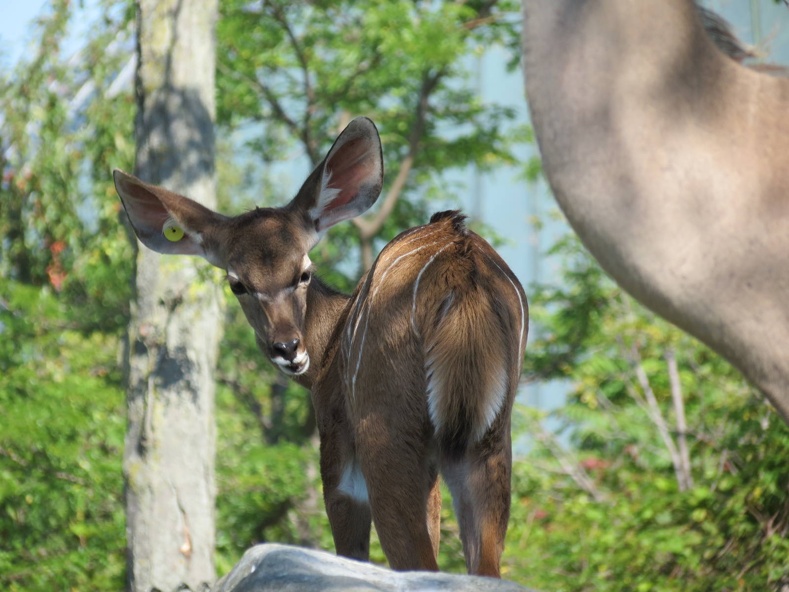 Greater Kudu